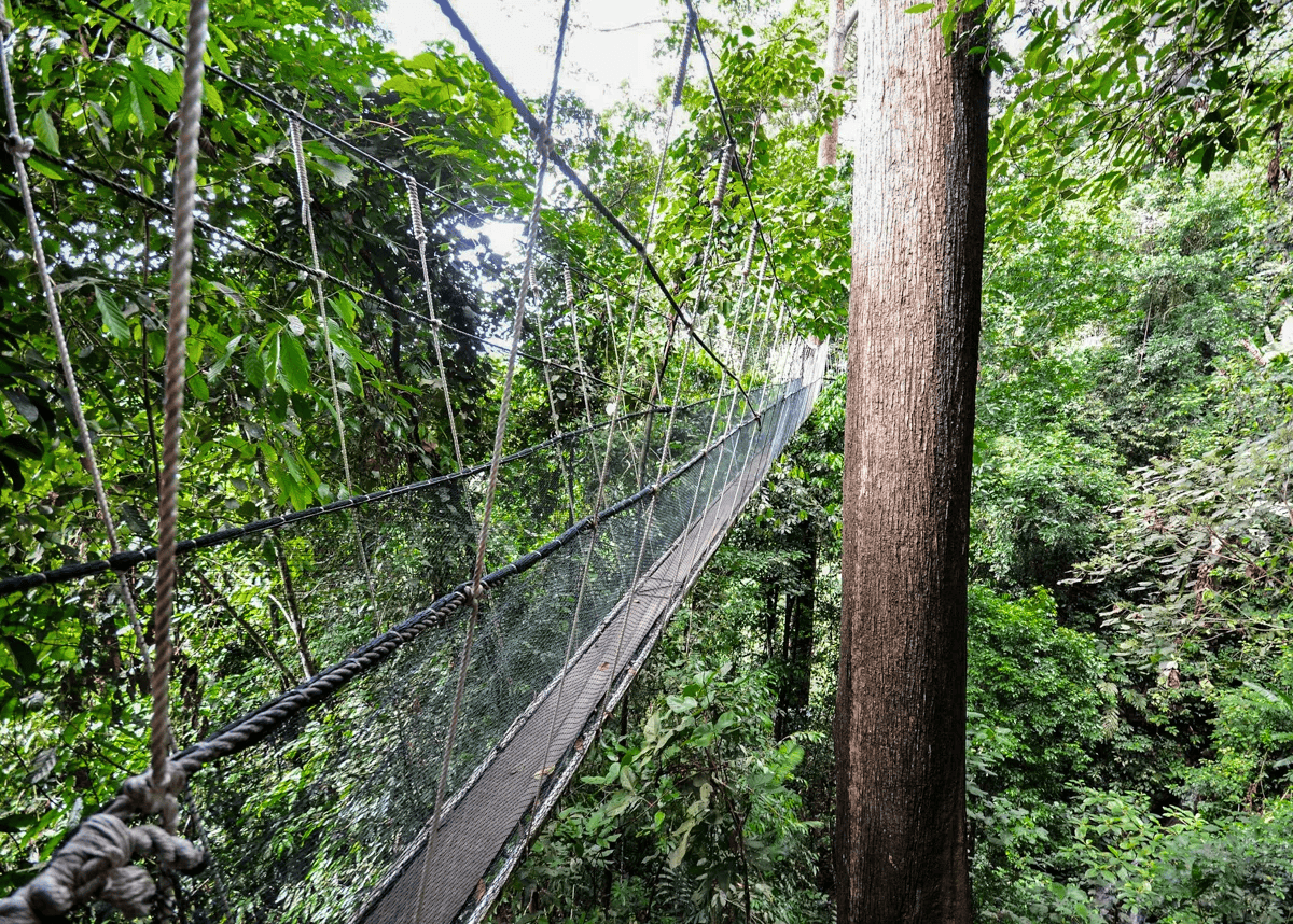 Canopy Walk