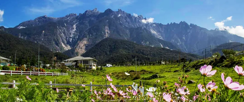 Desa Daily Farm