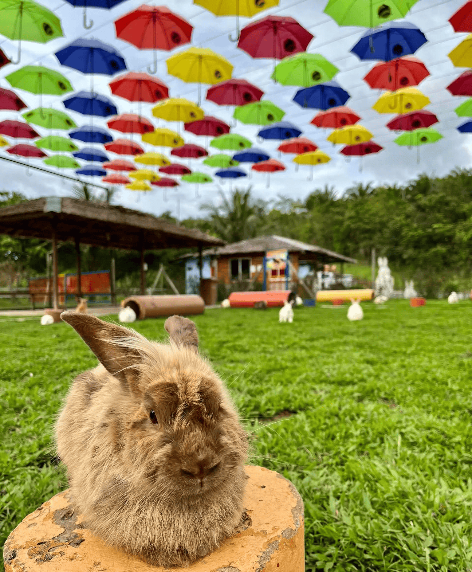 Rabbit Farm