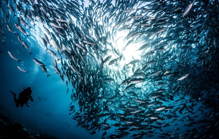 Mabul Sipadan island resort and snorkeling in Sabah