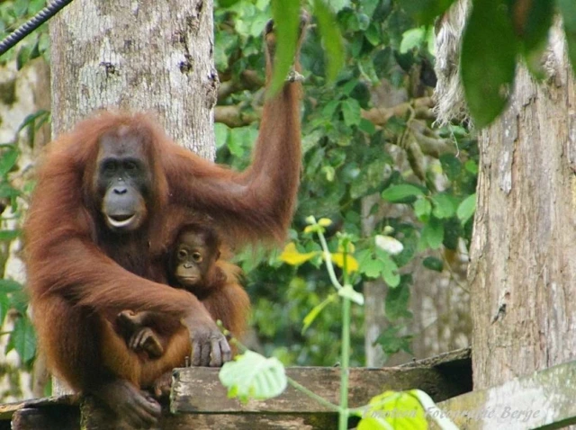 Sepilok Orangutan Rehabilitation Centre Sandakan Sabah